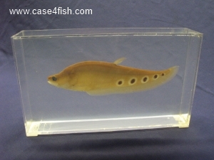 Foto Galerie/Osteoglossiformes/Chitala ornata/Chitala ornata_01_S.jpg